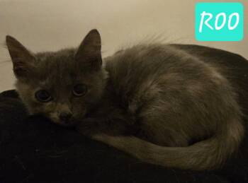 ROO -  Domestic Medium Hair and Dilute Tortoiseshell Cat for Adoption - ROO | PetCurious