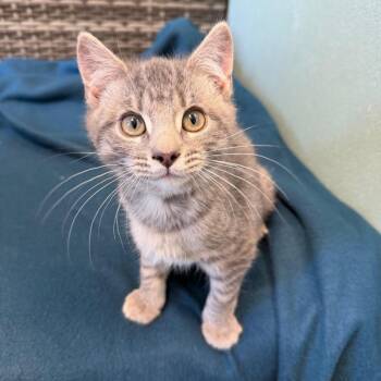 Domestic Short Hair Cats Available for Adoption - Eleven | PetCurious