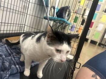 Rescue Domestic Medium Hair Cats for Adoption in Houston, Texas - A644262 | PetCurious