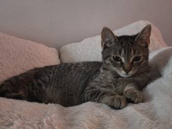 Rescue Domestic Short Hair and Tabby Cats for Adoption in North Bergen, New Jersey - Sklyer | PetCurious
