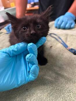 A053539 -  Domestic Medium Hair Cat for Adoption in Alameda, California - A053539 | PetCurious