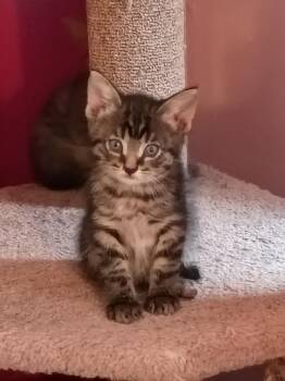 Jackon -  Domestic Medium Hair and Tabby Cat for Adoption in Buford, Georgia - Jackon | PetCurious