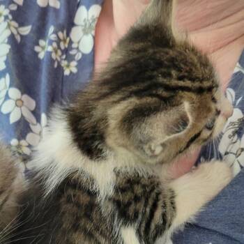 Fry day -  Domestic Short Hair Cat Available for Adoption in Santa Rosa Beach, Florida - Fry Day | PetCurious