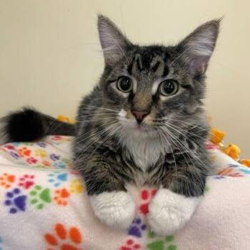 Dolly -  Domestic Medium Hair Cat for Adoption in Rochester, Minnesota - Dolly | PetCurious