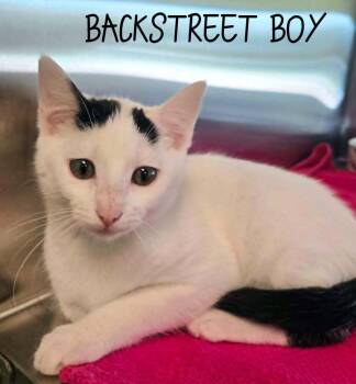 Backstreet Boy -  Domestic Short Hair Cat for Adoption in Bossier City, Louisiana - Backstreet Boy | PetCurious