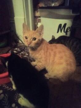 Rescue Domestic Short Hair Cats for Adoption in Scotland Neck, North Carolina - Baby | PetCurious