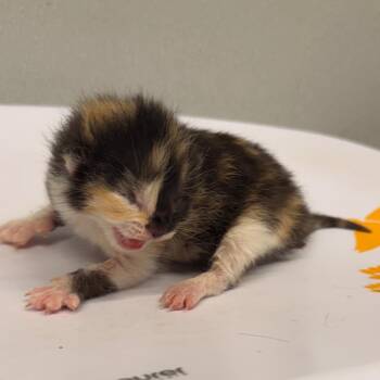 Millie -  Domestic Short Hair Cat for Adoption in Tampa, Florida - Millie | PetCurious
