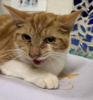 American Shorthair and Domestic Short Hair Cats Available for Adoption in Pensacola, Florida - GALENA | PetCurious