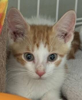 Waffles -  Domestic Short Hair and Tabby Cat for Adoption in Roslyn Heights, New York - Waffles | PetCurious