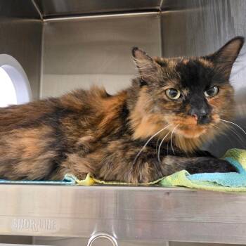 Audrey -  Domestic Medium Hair Cat for Adoption in Briarcliff Manor, New York - Audrey | PetCurious