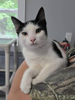 Andy -  Domestic Short Hair Cat for Adoption in Woodsfield, Ohio - Andy | PetCurious