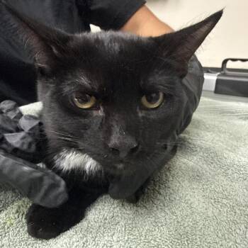 Drake -  Domestic Short Hair Cat for Adoption in Lakeland, Florida - Drake | PetCurious