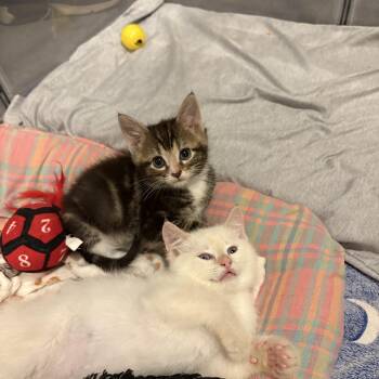 Domestic Short Hair Cats Available for Adoption in Chesapeake Beach, Maryland - Koda | PetCurious