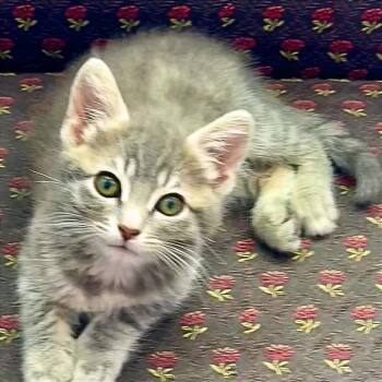 A1046790 Bella -  Domestic Short Hair Cat for Adoption in Pleasant Hill, California - A1046790 Bella | PetCurious