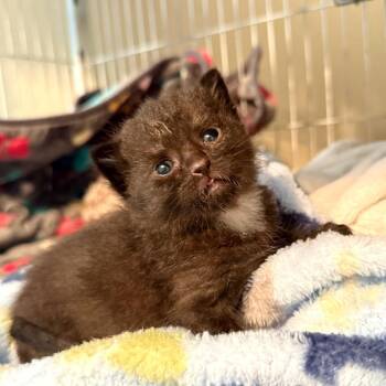 Beach Boy -  Domestic Short Hair Cat Available for Adoption in Columbus, Georgia - Beach Boy | PetCurious