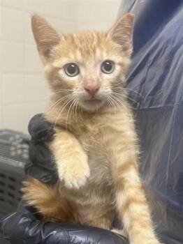 Rescue Domestic Short Hair Cats for Adoption in San Antonio, Texas - Scooby | PetCurious