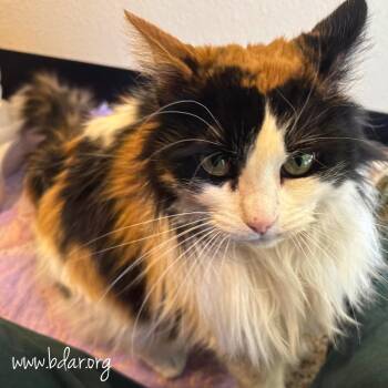 Tiki -  Domestic Long Hair Cat Available for Adoption in Cheyenne, Wyoming - Tiki | PetCurious