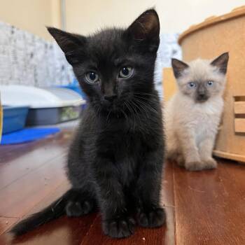 Wasabi -  Domestic Short Hair Cat for Adoption in Madison, Wisconsin - Wasabi | PetCurious