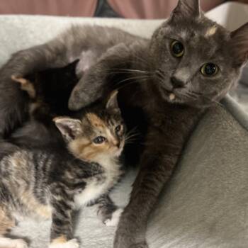 Makima -  Domestic Short Hair Cat for Adoption in Durham, North Carolina - Makima | PetCurious