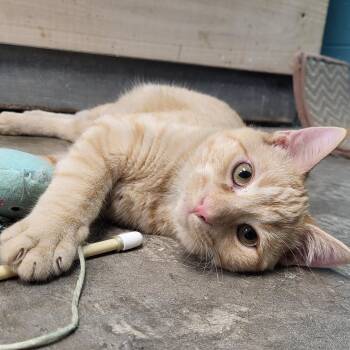 Rescue Domestic Short Hair Cats for Adoption in Chilton, Wisconsin - Stew | PetCurious