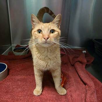 Domestic Short Hair Cats Available for Adoption - Gerald | PetCurious