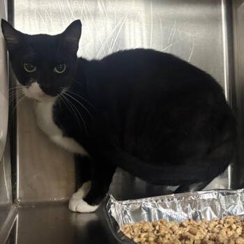 Marley -  Domestic Short Hair Cat for Adoption in San Gabriel, California - Marley | PetCurious