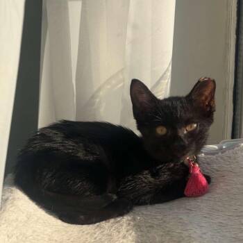 Squeaky -  Domestic Short Hair Cat for Adoption in Auburn, Alabama - Squeaky | PetCurious
