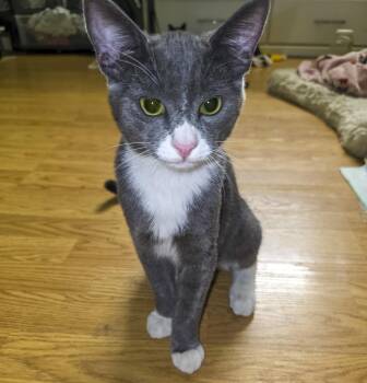 Rescue Domestic Short Hair and Tuxedo Cats for Adoption in Vallejo, California - Liam | PetCurious