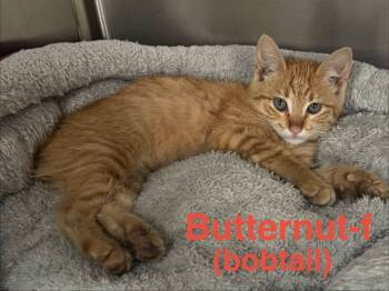 Rescue American Bobtail and Tabby Cats for Adoption in Brookhaven, Mississippi - Butternut 25 | PetCurious