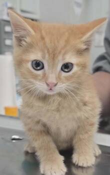 Marie -  Domestic Medium Hair Cat Available for Adoption in Hillsdale, Indiana - Marie | PetCurious