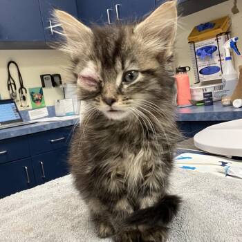 Lexa -  Domestic Medium Hair Cat for Adoption in Lynchburg, Virginia - Lexa | PetCurious