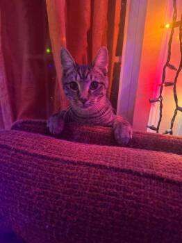 Ma Rainey -  Domestic Short Hair Cat for Adoption in Cleveland, Ohio - Ma Rainey | PetCurious