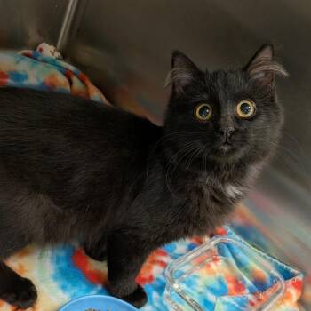 Oswaldo -  Domestic Long Hair Cat for Adoption in Hannibal, Missouri - Oswaldo | PetCurious