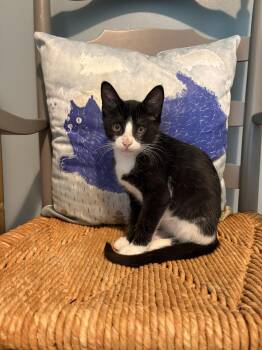 Marty -  Domestic Short Hair Cat for Adoption in Nashville, Tennessee - Marty | PetCurious