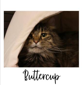 Domestic Medium Hair Cats Available for Adoption - Buttercup | PetCurious