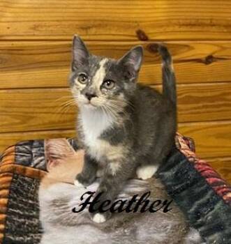 Heather -  Dilute Tortoiseshell Cat for Adoption in Southern Pines, North Carolina - Heather | PetCurious