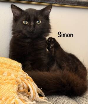 Simon -  Domestic Medium Hair Cat for Adoption in Leesburg, Virginia - Simon | PetCurious