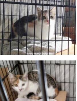 Rescue Domestic Short Hair Cats for Adoption in Billings, Montana - Sweet Girl | PetCurious