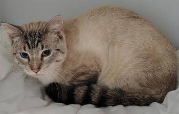 A139249 -  Domestic Short Hair Cat for Adoption in Palmetto, Florida - A139249 | PetCurious
