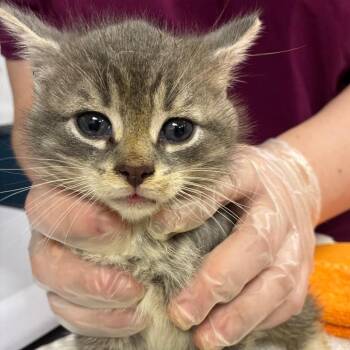 Big Dipper -  Domestic Short Hair Cat for Adoption in Newark, New Jersey - Big Dipper | PetCurious