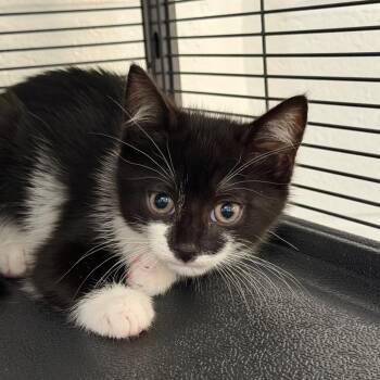 Towd -  Domestic Short Hair Cat for Adoption in Hampton Bays, New York - Towd | PetCurious