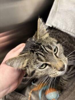 Domestic Short Hair Cats Available for Adoption in Kansas City, Missouri - Jinkx Monsoon | PetCurious