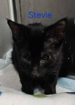 Rescue Domestic Short Hair Cats for Adoption in Republic, Missouri - Stevie | PetCurious