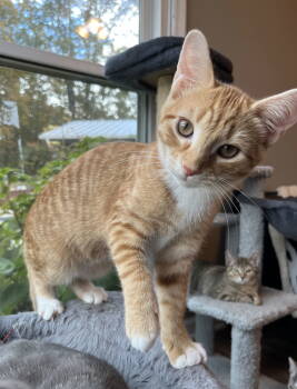 Rescue Tabby Cats for Adoption in Franklin, Tennessee - KITTEN TYSON | PetCurious