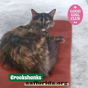 Crookshanks -  Domestic Long Hair and Tortoiseshell Cat Available for Adoption in Pensacola, Florida - Crookshanks | PetCurious