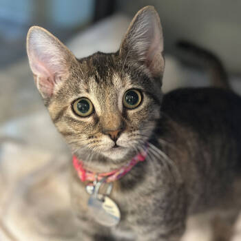 Rescue Domestic Short Hair Cats for Adoption in Port Washington, New York - Liebe | PetCurious