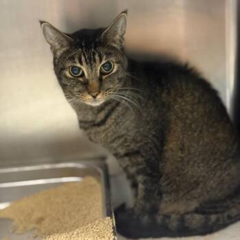 Nani -  Domestic Short Hair Cat for Adoption in Fort Smith, Arkansas - Nani | PetCurious