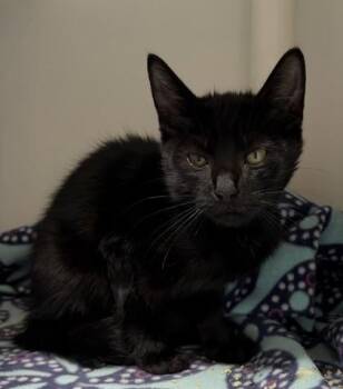 Sabbatical -  Domestic Short Hair Cat for Adoption in West Chester, Pennsylvania - Sabbatical | PetCurious