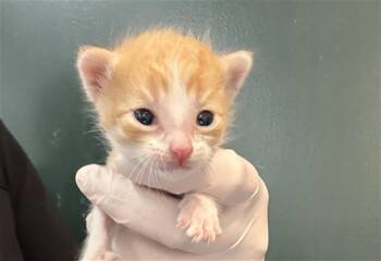 Domestic Short Hair Cats Available for Adoption in Thousand Palms, California - BRUCE | PetCurious