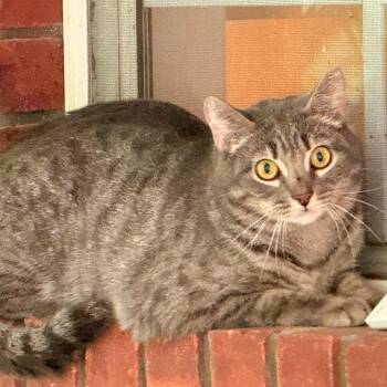 Domestic Short Hair Cats Available for Adoption in Tupelo, Mississippi - Cashew | PetCurious